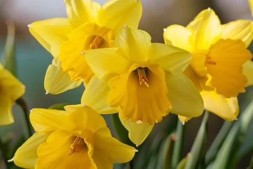 AI Daffodil cropped