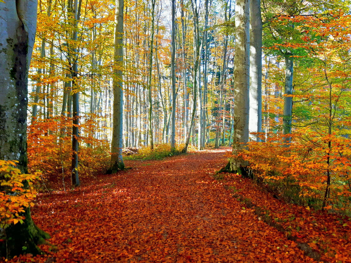 Autumn Colours Kilcherg Enhanced