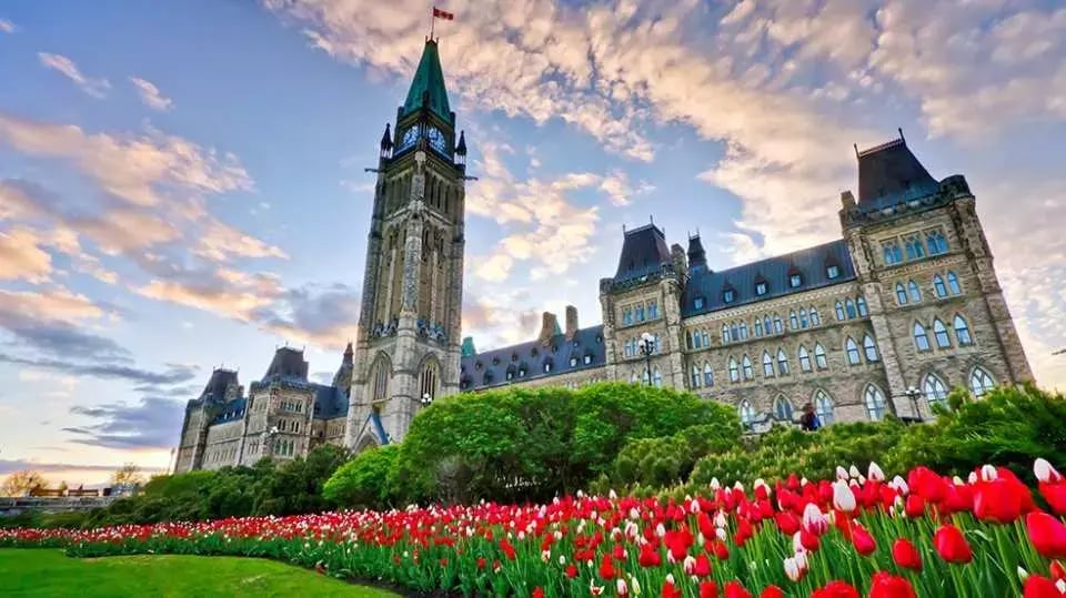 Tulips_ParliamentHill